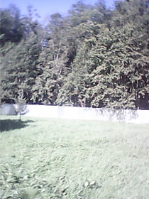 двор у дома граничит с лесом
